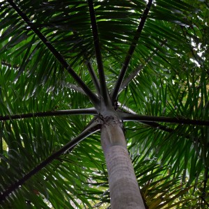 Palmera, Parque Natural Metropolitano, Panamá